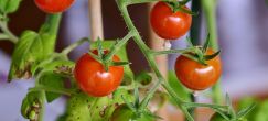 tomates