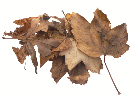 feuilles feuilles